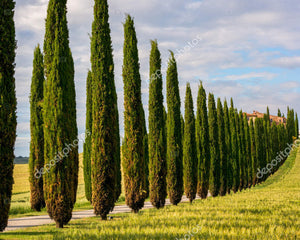 Cypresses