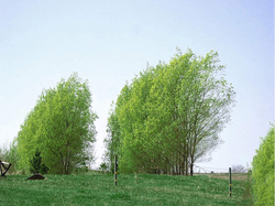 CUPRESSUS SEMPERVIRENS 'TOTEM' 2