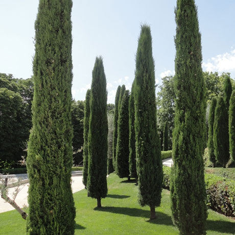 CUPRESSUS SEMPERVIRENS 'TOTEM'