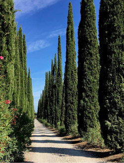 CUPRESSUS SEMPERVIRENS 'TOTEM' 6